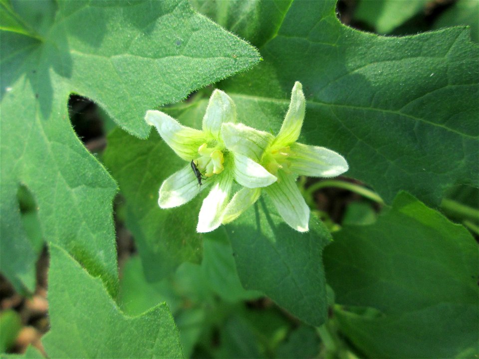 Rotfrüchtige Zaunrübe (Bryonia dioica) in den Horststückern im Landschaftsschutzgebiet „Hockenheimer Rheinbogen“