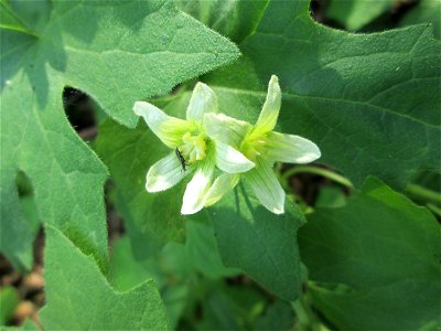 Rotfrüchtige Zaunrübe (Bryonia dioica) in den Horststückern im Landschaftsschutzgebiet „Hockenheimer Rheinbogen“