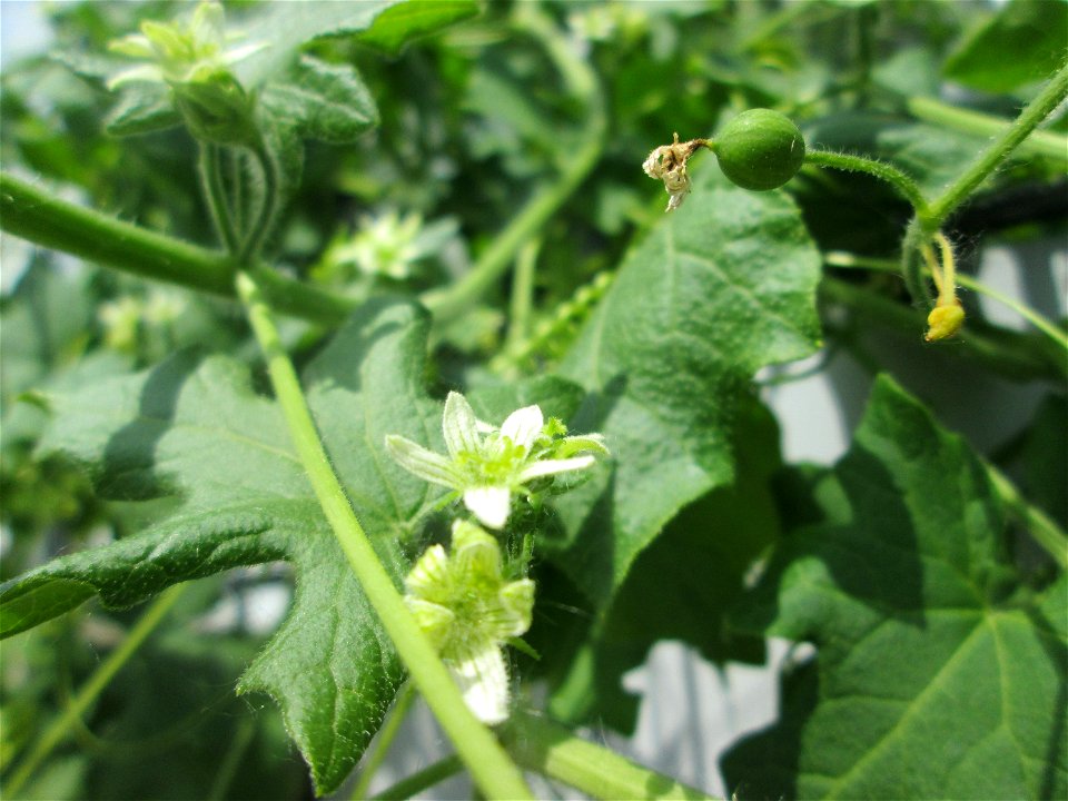 Rotfrüchtige Zaunrübe (Bryonia dioica) am Rand vom Landschaftsschutzgebiet „Hockenheimer Rheinbogen“