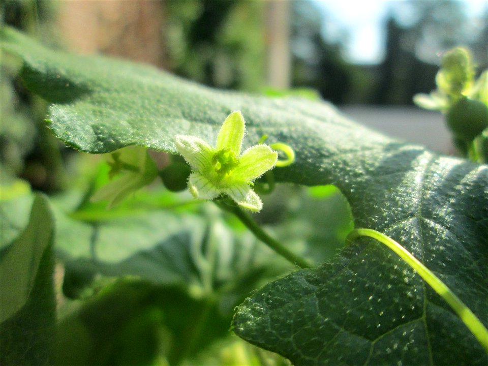 Rotfrüchtige Zaunrübe (Bryonia dioica) in Saarbrücken