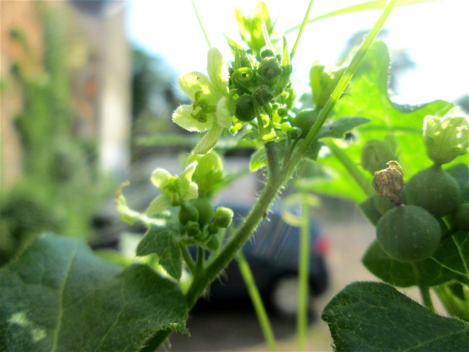 Rotfrüchtige Zaunrübe (Bryonia dioica) in Saarbrücken