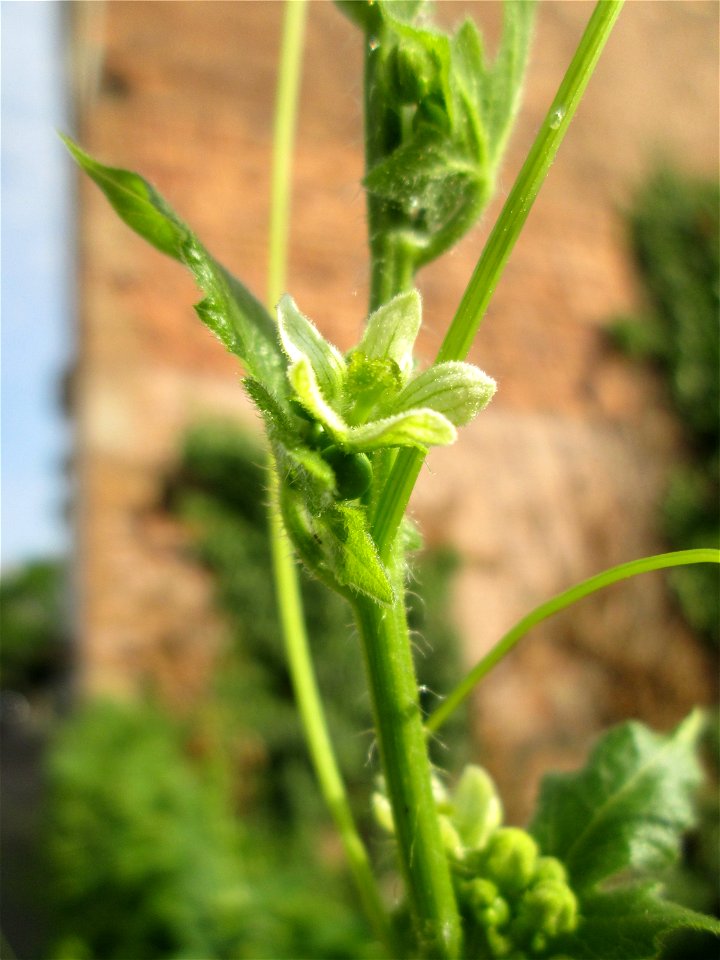 Rotfrüchtige Zaunrübe (Bryonia dioica) in Saarbrücken