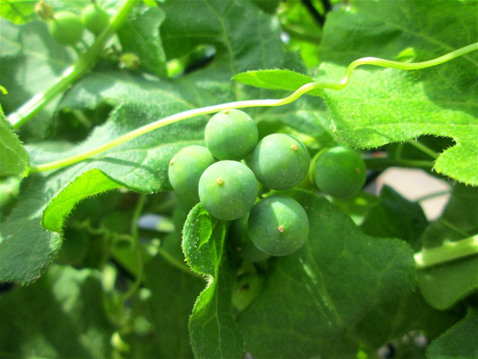 Rotfrüchtige Zaunrübe (Bryonia dioica) in Saarbrücken