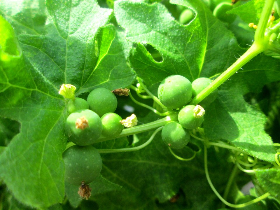 Rotfrüchtige Zaunrübe (Bryonia dioica) in Saarbrücken