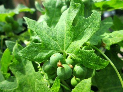 Rotfrüchtige Zaunrübe (Bryonia dioica) in Saarbrücken