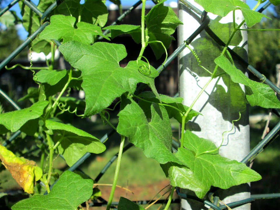 Rotfrüchtige Zaunrübe (Bryonia dioica) in Saarbrücken