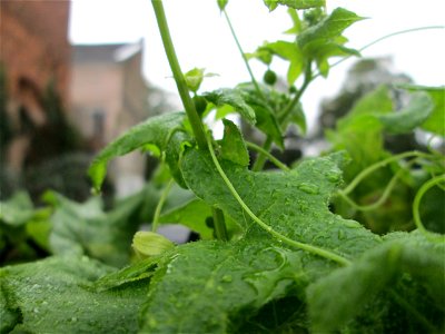 Rotfrüchtige Zaunrübe (Bryonia dioica) in Saarbrücken