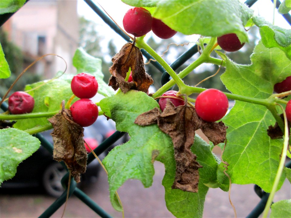 Rotfrüchtige Zaunrübe (Bryonia dioica) in Saarbrücken