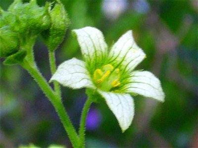 Bryonia dioica flower close up, in Sierra Madrona, Spain