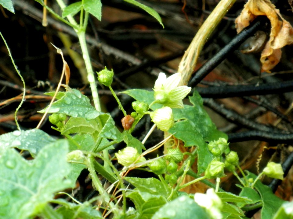 Bryonia dioica flowers, Dehesa Boyal de Puertollano, Spain
