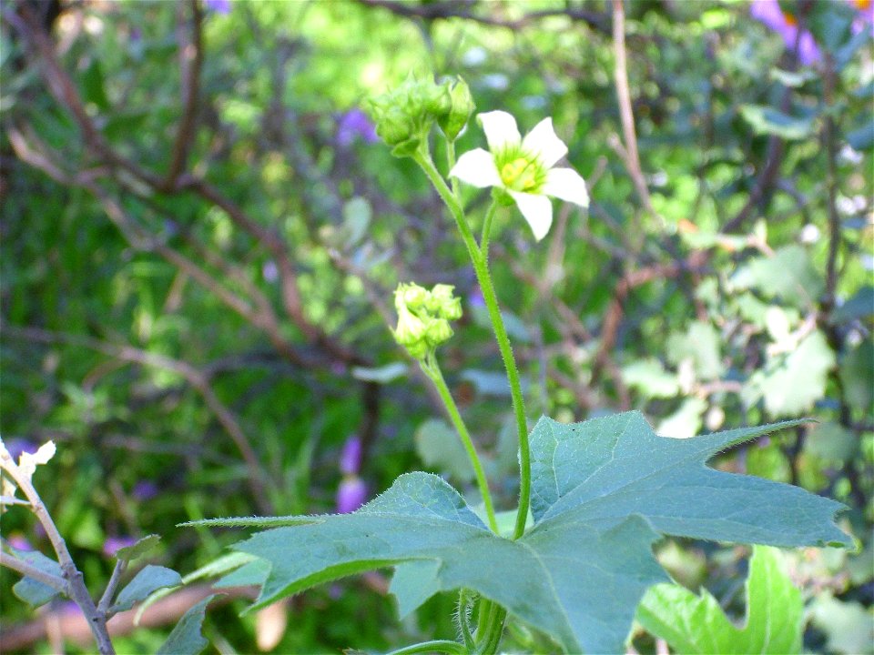 Bryonia dioica stem and leaf, in Sierra Madrona, Spain