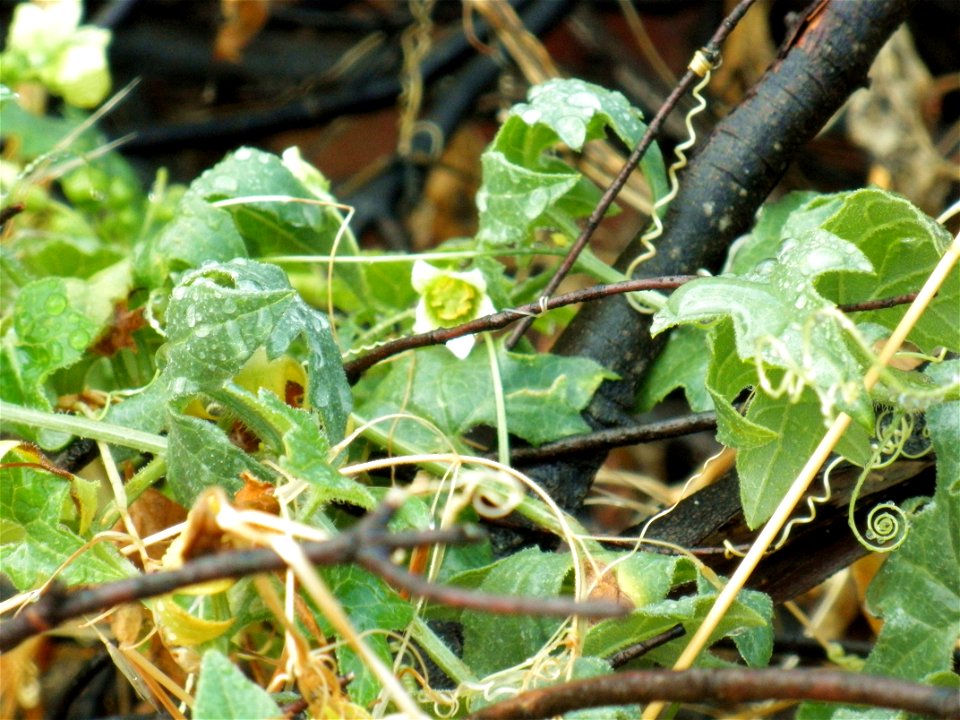 Bryonia dioica habit, Dehesa Boyal de Puertollano, Spain