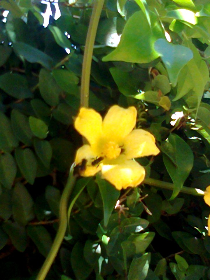 flor polinizado