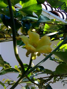 Flor de curuguá obtenida en mi hogar.