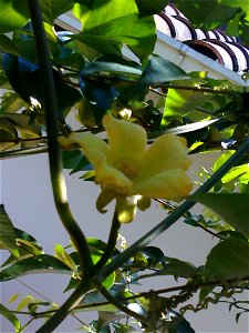 Flor de curuguá obtenida en mi hogar. photo