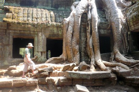 Ta Prohm, Angkor, Cambodia, tree photo
