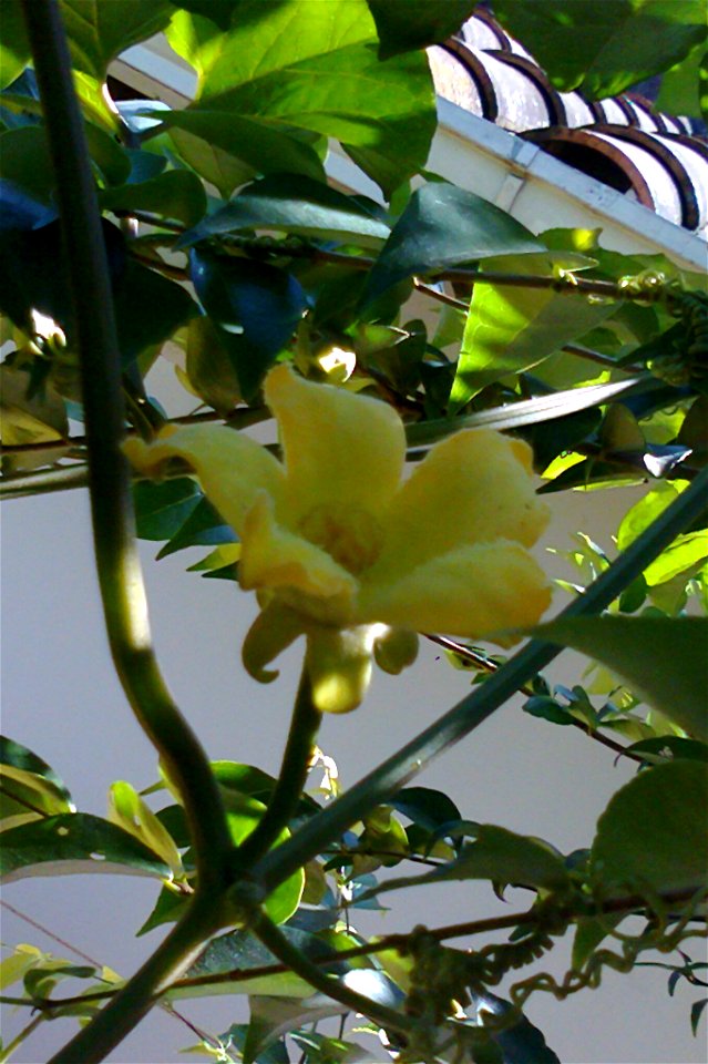 Sicana odorifera masculine flower