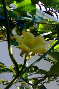 Sicana odorifera masculine flower photo