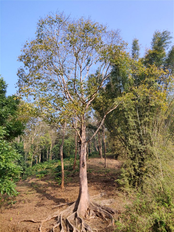 Tetrameles nudiflora tree in the Anamalai Hills, India