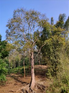 Tetrameles nudiflora tree in the Anamalai Hills, India photo