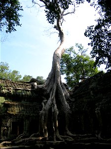 Temple-monastery Ta Prohm at Angkor: famous tree at the eastern gopura by AlfredBoc Own Work December 2005 photo