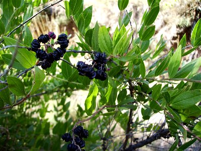 Image:Roldor0032.JPG Coriaria myrtyfolia (roldor,emborrachacabras) . Very poisonneous fruits, similar to blackberries Serra de Castelltallat,Catalonia photo