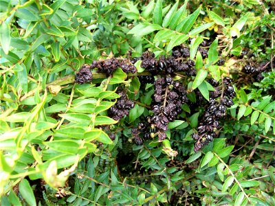 Tutu shrub (Coriaria arborea), an endemic poisonous plant of New Zealand. Taranaki, NZ