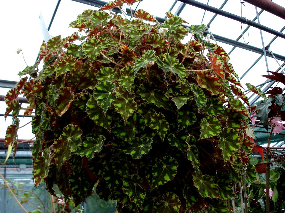 Begonia tiger (B. bowerae)