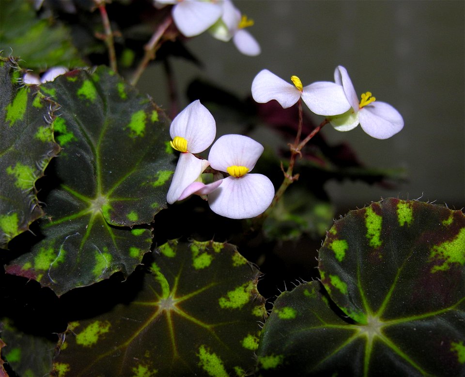 Boverio begonija (Begonia boweri)
Šeima. Begoniniai (Begoniaceae)

Foto: Algirdas. Fotografuota darbo kabinete 2006 m. kovo 9 d.