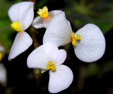 Boverio begonijos (Begonia boweri) žiedas Šeima. Begoniniai (Begoniaceae) Foto: Algirdas. Fotografuota darbo kabinete 2006 m. kovo 9 d. photo