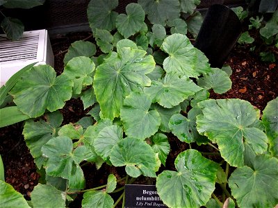 A photograph of Begonia nelumbiifolia.