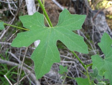 Leaf of Marah macrocarpus at Blue Sky Ecological Reserve, Poway, California, USA. photo