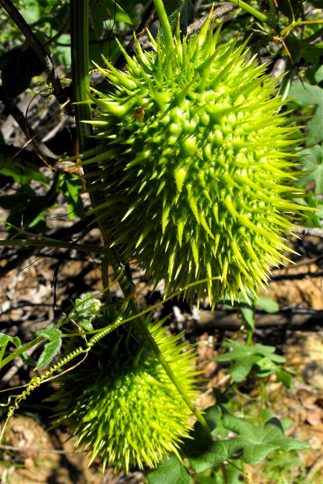 Marah macrocarpa fruits on Cowles Mountain, Mission Trails Regional Park, San Diego, California, USA.