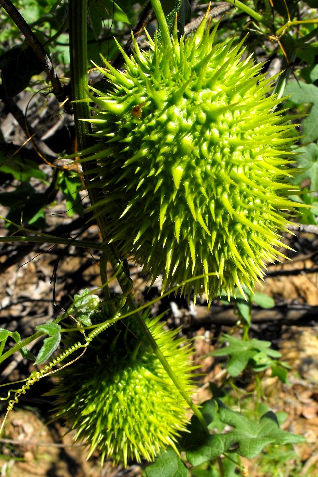 Marah macrocarpa fruits on Cowles Mountain, Mission Trails Regional Park, San Diego, California, USA. photo