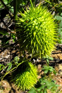 Marah macrocarpa fruits on Cowles Mountain, Mission Trails Regional Park, San Diego, California, USA. photo