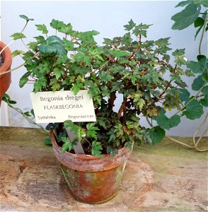 Botanical specimen in the Bergianska trädgården - Stockholm, Sweden. photo