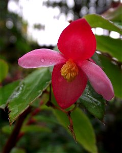 Begonia fuchsioides in the Botanical Building at Balboa Park, San Diego, California, USA. Identified by sign. photo