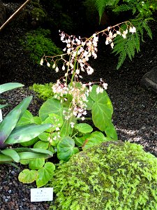 Begonia manicata specimen in the Botanischer Garten München-Nymphenburg, Munich, Germany. photo