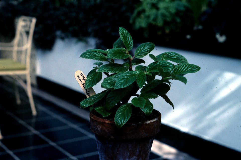 Begonia ulmifolia