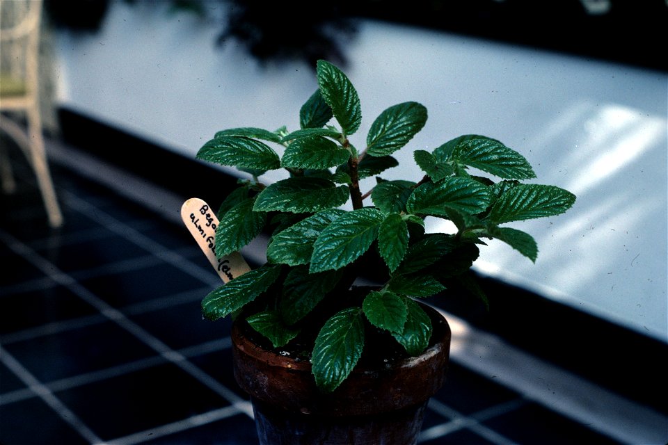 Begonia ulmifolia