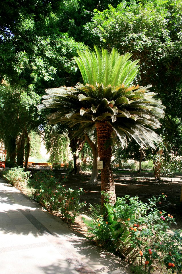 Cycas revoluta - sago palm.
In the Aswan Botanical Garden - on Kitchener's Island in the Nile, Aswan - Egypt.
