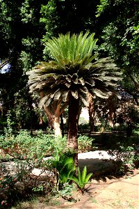 Cycas revoluta - sago palm in the Aswan Botanical Garden - on Kitchener's Island in the Nile, Aswan - Egypt. photo