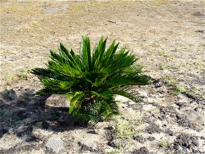 I am the originator of this photo. I hold the copyright. I release it to the public domain. This photo depicts a bush.