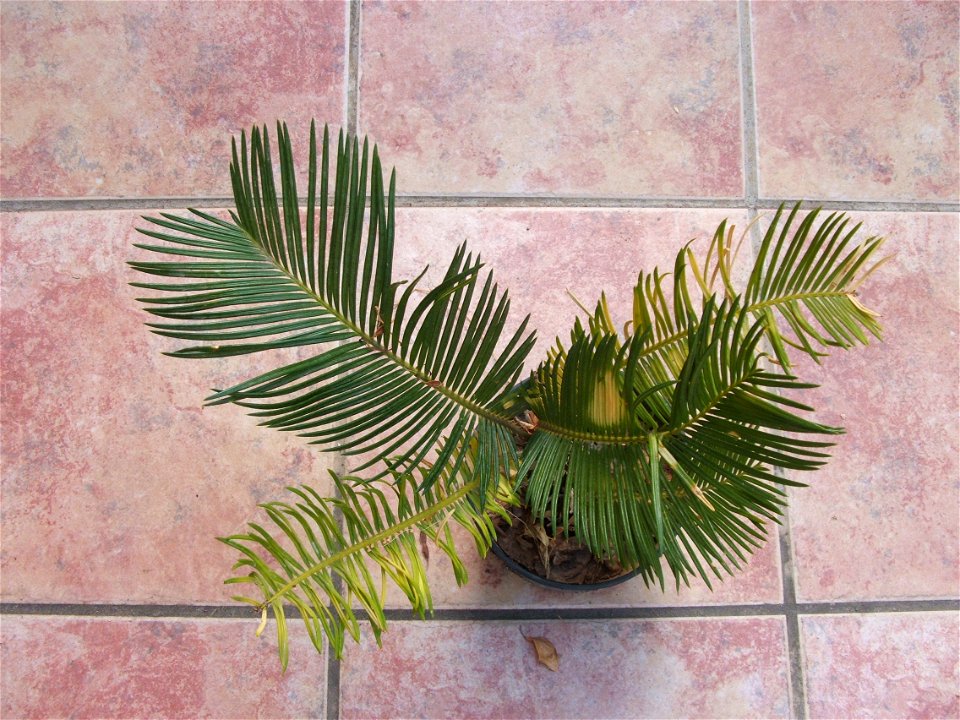 Cycas revoluta, sago cycad.