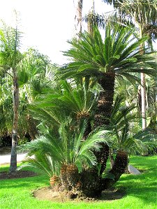Tall and old Cycas revoluta in the garden of the villa Maria Serena in Menton (Alpes-Maritimes, France). It should be older than 100 years. photo