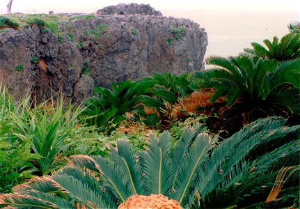 Cape Hedo, a cliff at northern tip of the island of Okinawa, Okinawa Prefecture, Japan. Believed to be kayauchi banta. I took this photo.