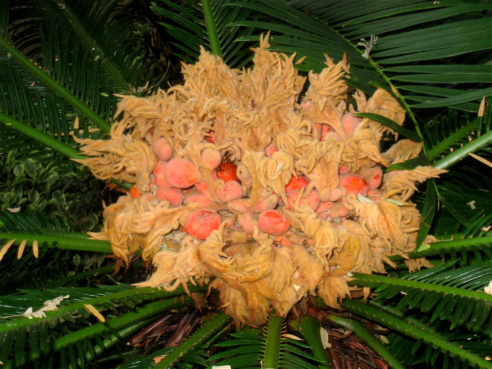 Cycas revoluta. Specimen in the conservatory - Matthaei Botanical Gardens, University of Michigan, 1800 N Dixboro Road, Ann Arbor, Michigan, USA.