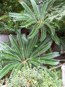 Cycas revoluta in Kamakura, Japan photo