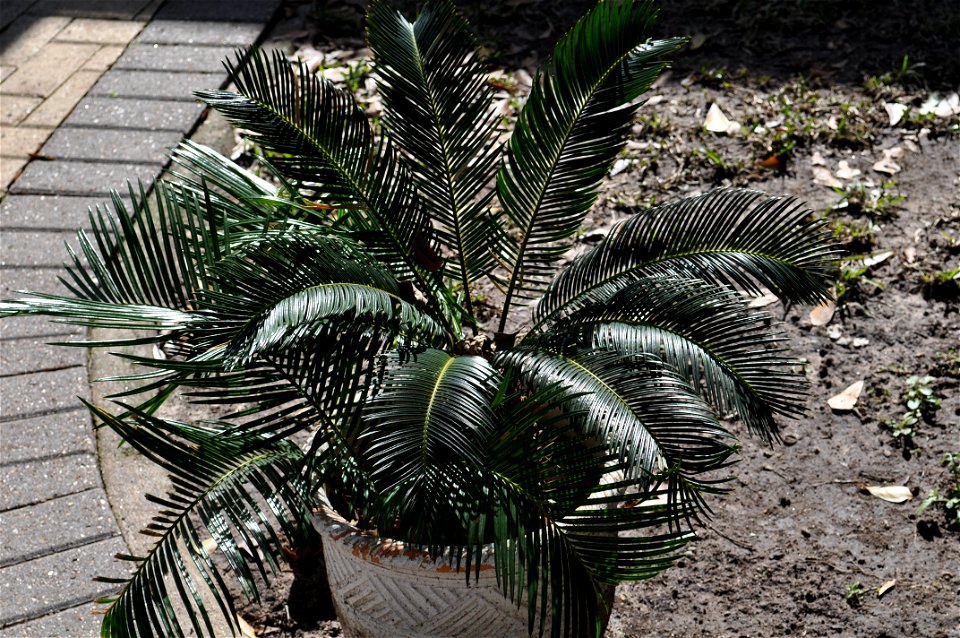 A young Sago Cycad Cycas revoluta