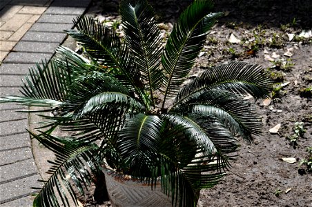 A young Sago Cycad Cycas revoluta